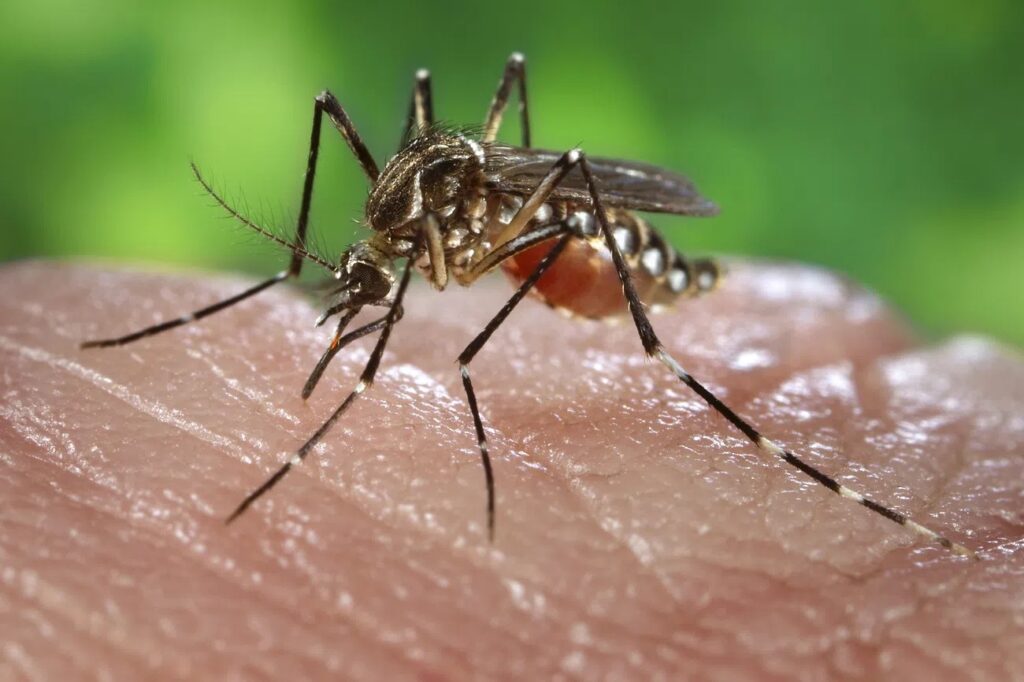 7 Ways to Control Mosquitoes During the Rainy Season