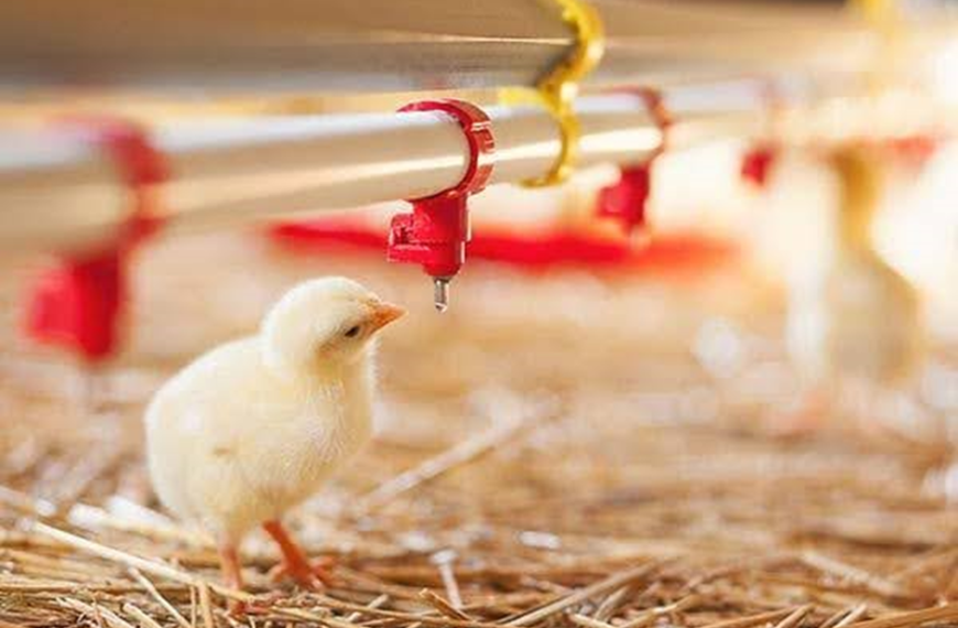 AQUARING and its patented technology is tested here by a young chick seeking water below a pipeline