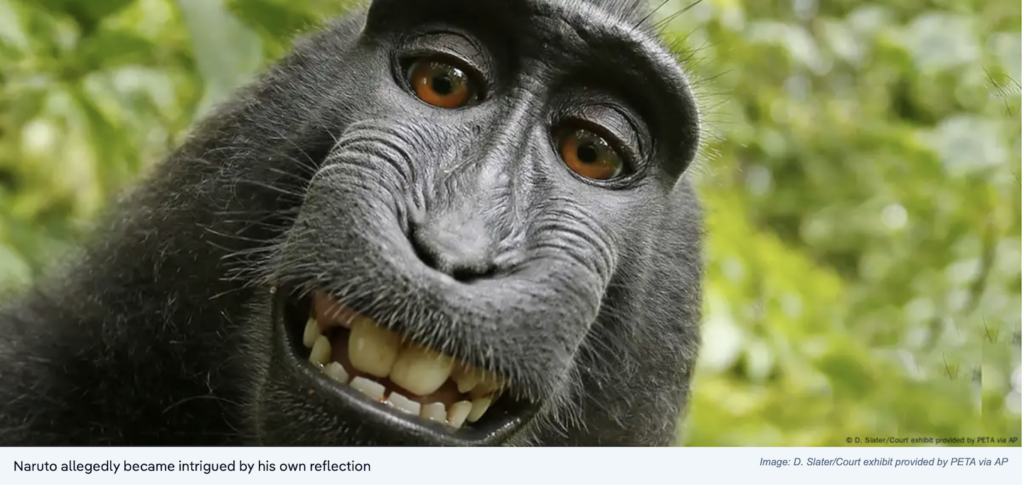 ‘Monkey selfie’ & beyond: Navigating the murky waters of copyright in the new age of AI