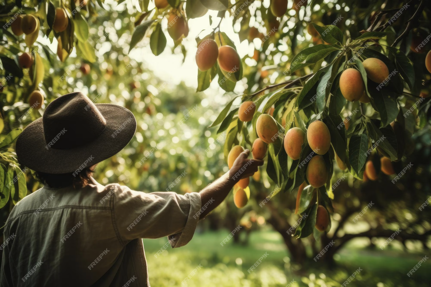 A man harvesting sweet mangoes