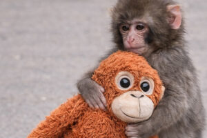 Punch The Monkey and his orange toy