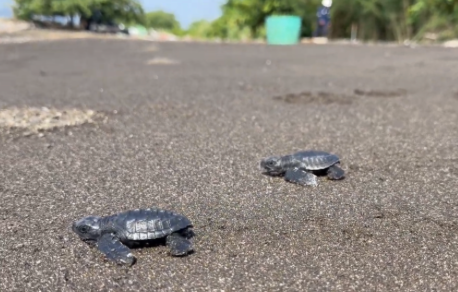 Chevron helps boost sea turtle hatchlings and population growth